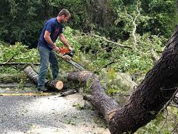 Best Tree Maintenance Programs  in Perry Hall, MD