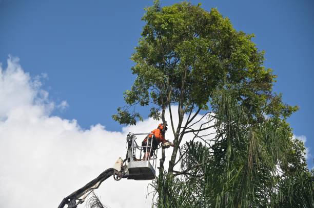 Best Tree Mulching  in Perry Hall, MD